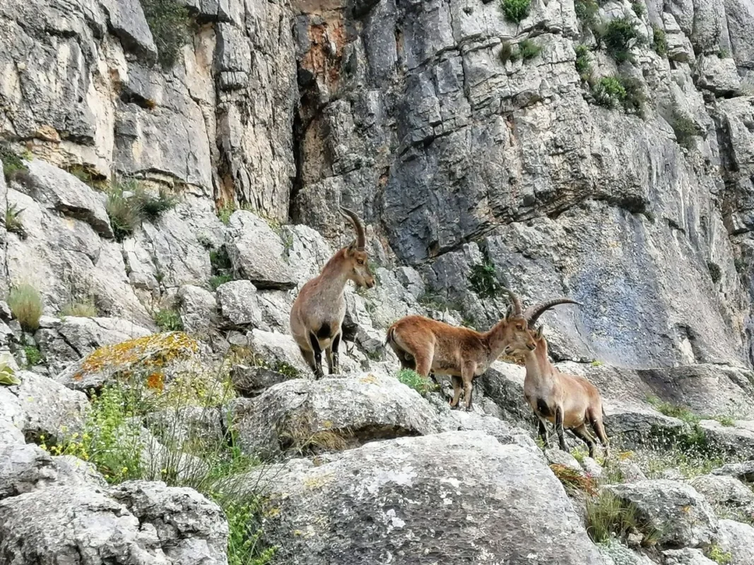 grupo de cabras montesas machos en la sierra de huma