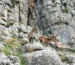 grupo de cabras montesas machos en la sierra de huma