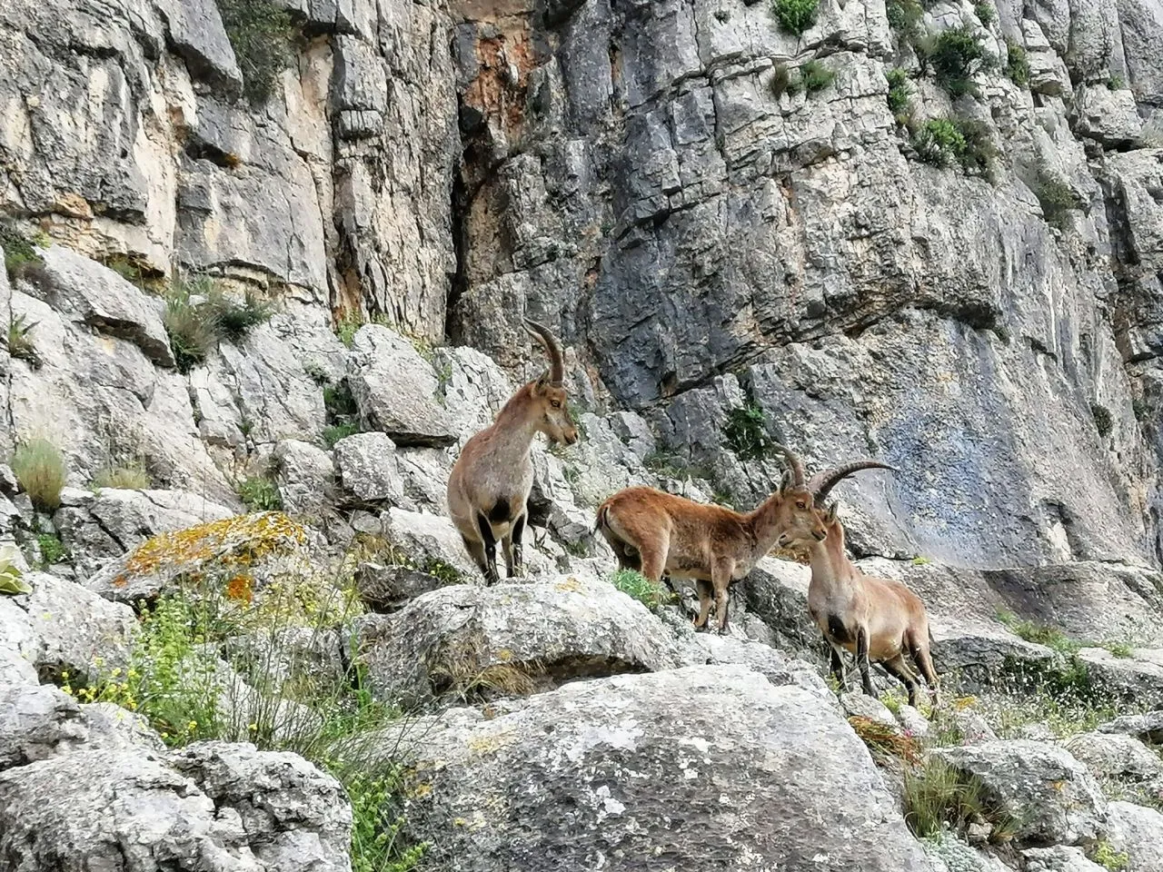 grupo de cabras montesas machos en la sierra de huma